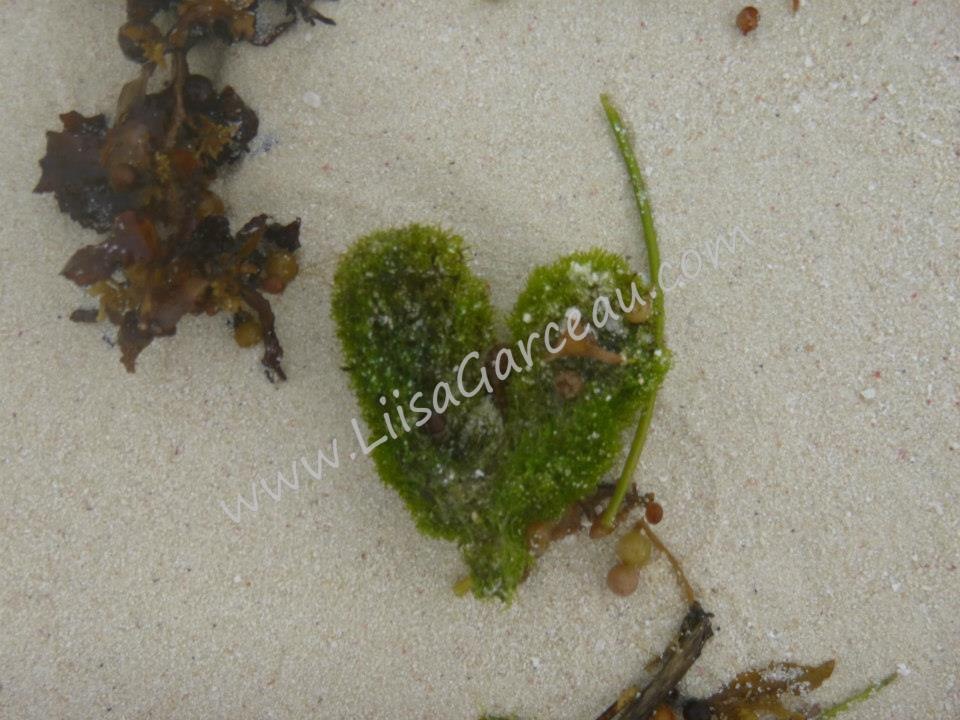 Bespoke Art by Liisa Garceau - With Love