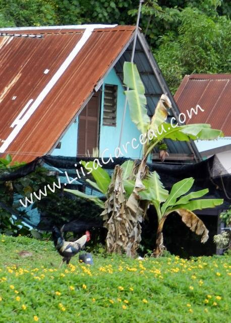 Bespoke Art by Liisa Garceau - Rooster Tahiti, French Polynesia.