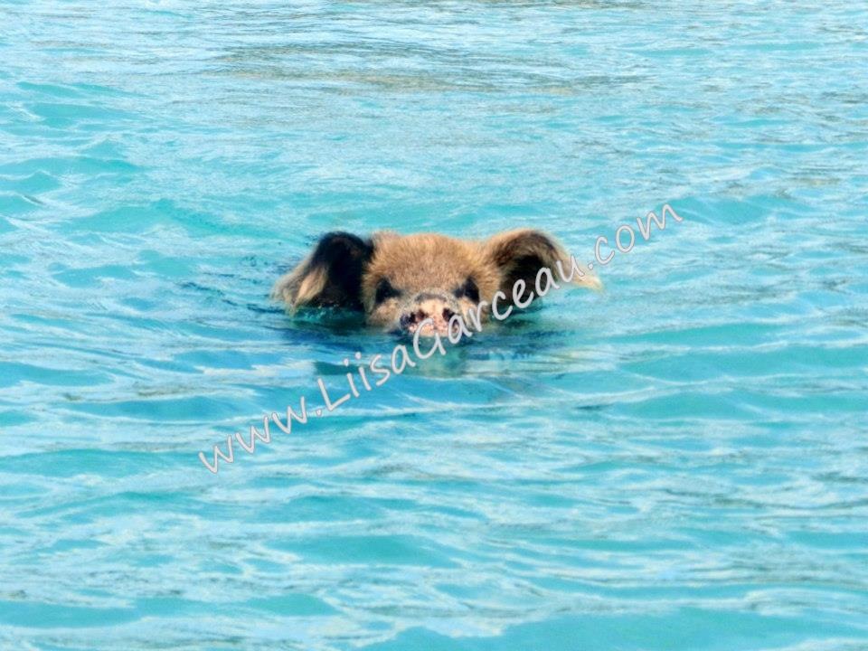 Bespoke Art by Liisa Garceau - Swimming pig Big Major Island, Bahamas.