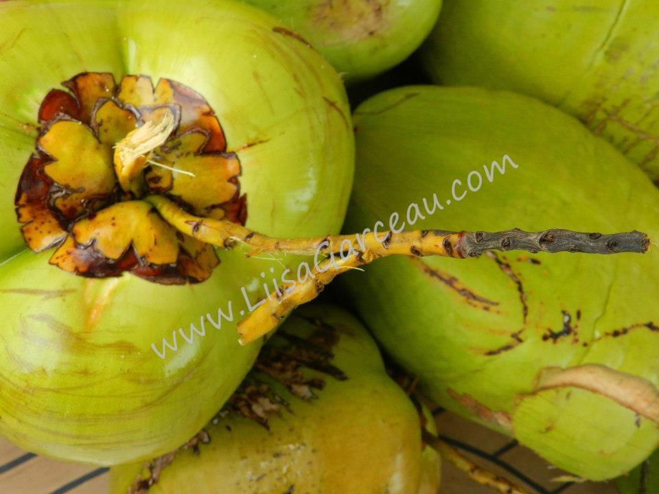 Bespoke Art by Liisa Garceau - Coconut Rose Close up of coconuts. Bahamas.