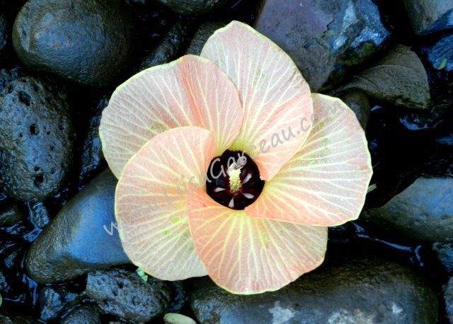 Bespoke Art by Liisa Garceau - Sunset flower Jamaica.