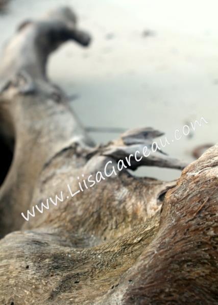 Bespoke Art by Liisa Garceau - Drift wood. San Blas.