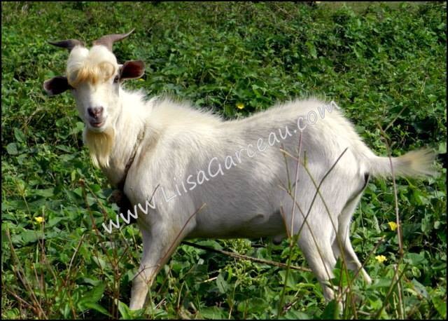 Bespoke Art by Liisa Garceau - Billy Goat Gruff Aitutaki, Cook Island.