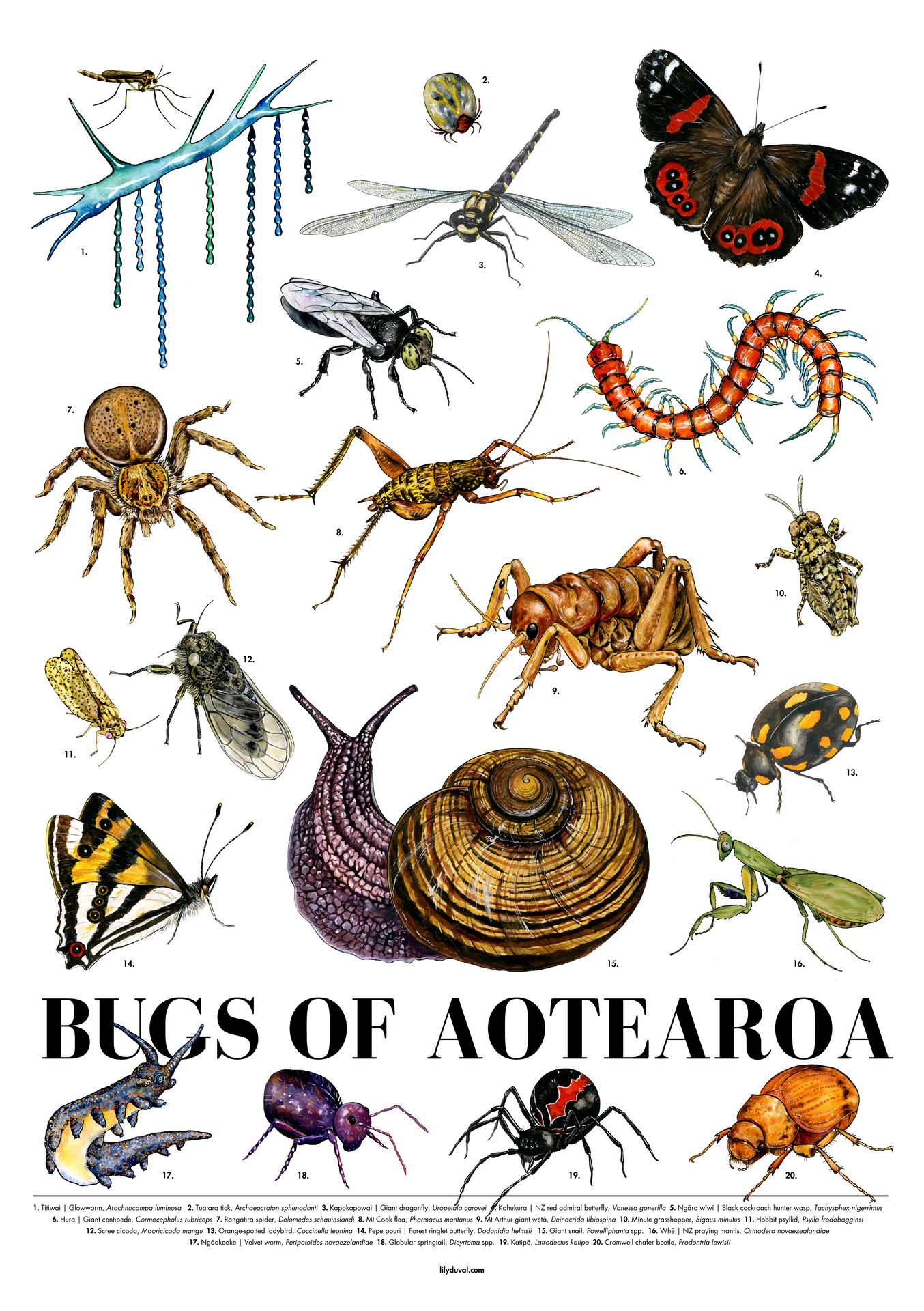Nz Insect Identification Endangered Insects Nz